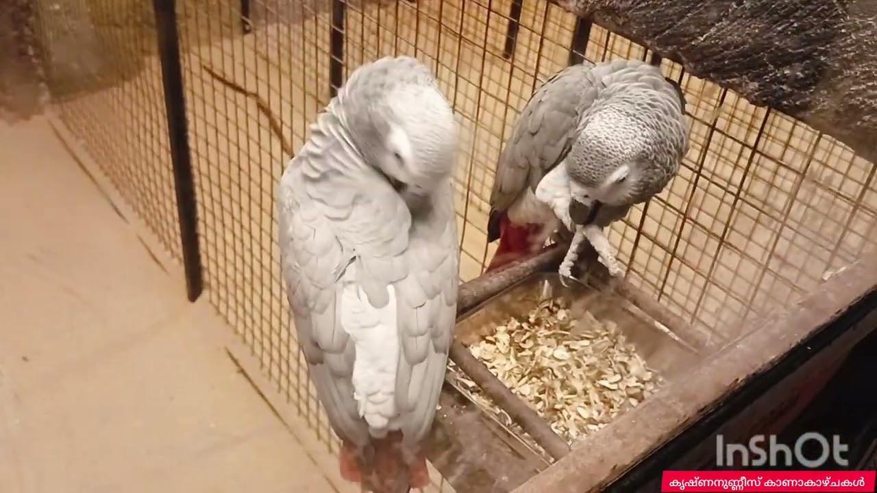 KANNUR MATTUL PET STATION കണ്ണൂർ മാട്ടൂൽ പെറ്റ് സ്റ്റേഷൻ 