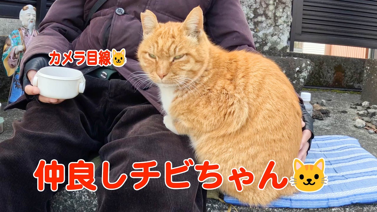 野良猫チビちゃん218 #三毛猫  #茶トラ #野良猫