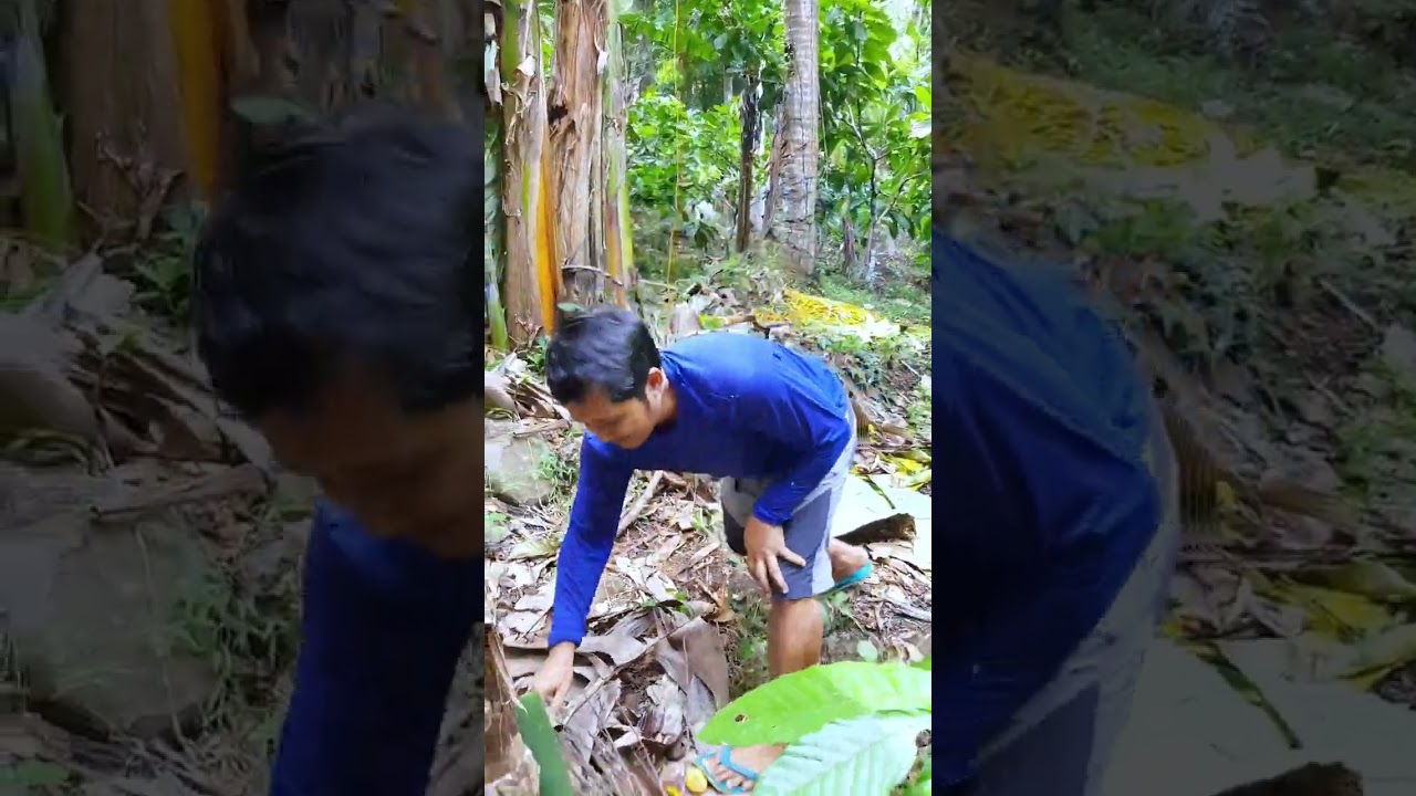 How We Harvest Our Giant Banana (Cardaba)