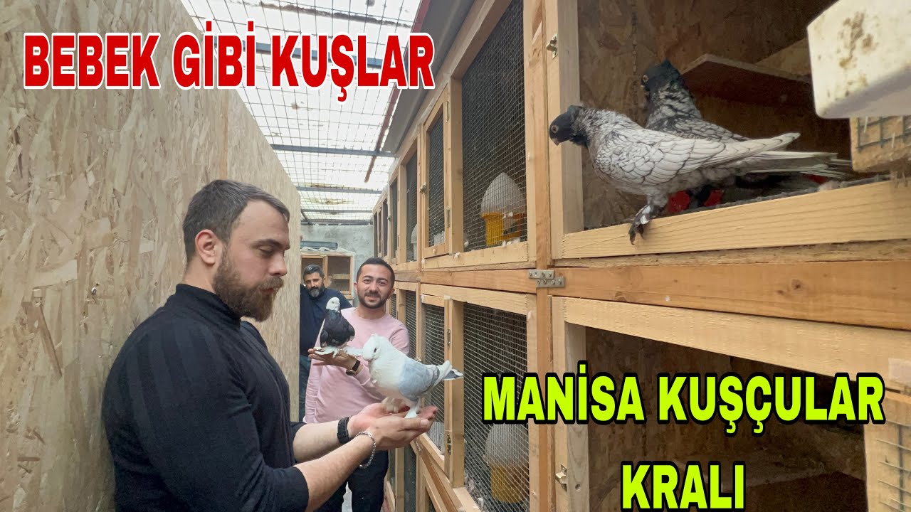 MANİSA TUĞRUL DOĞAN KÜMESLERİ  LONG FACE JAPON BANGO HELMIT HÜNKARI