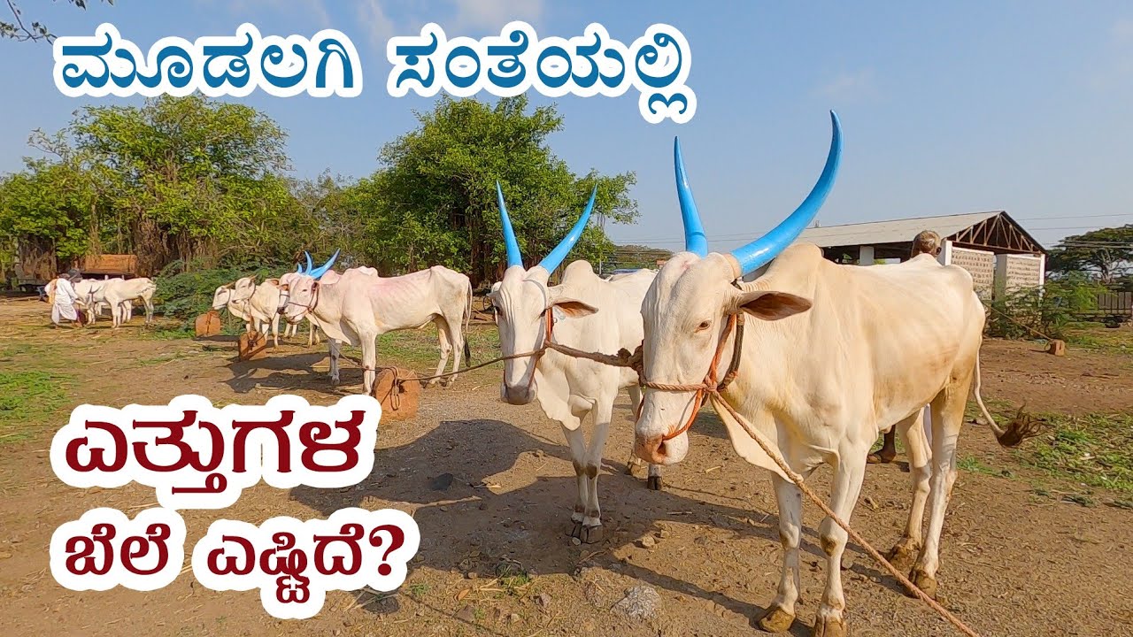 Mudalagi Santhe - Rate of bulls #SaveKhillar