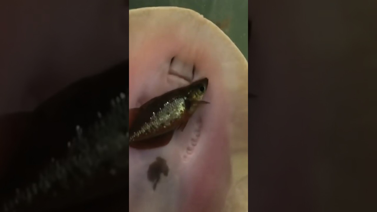 Stingray gets revenge!