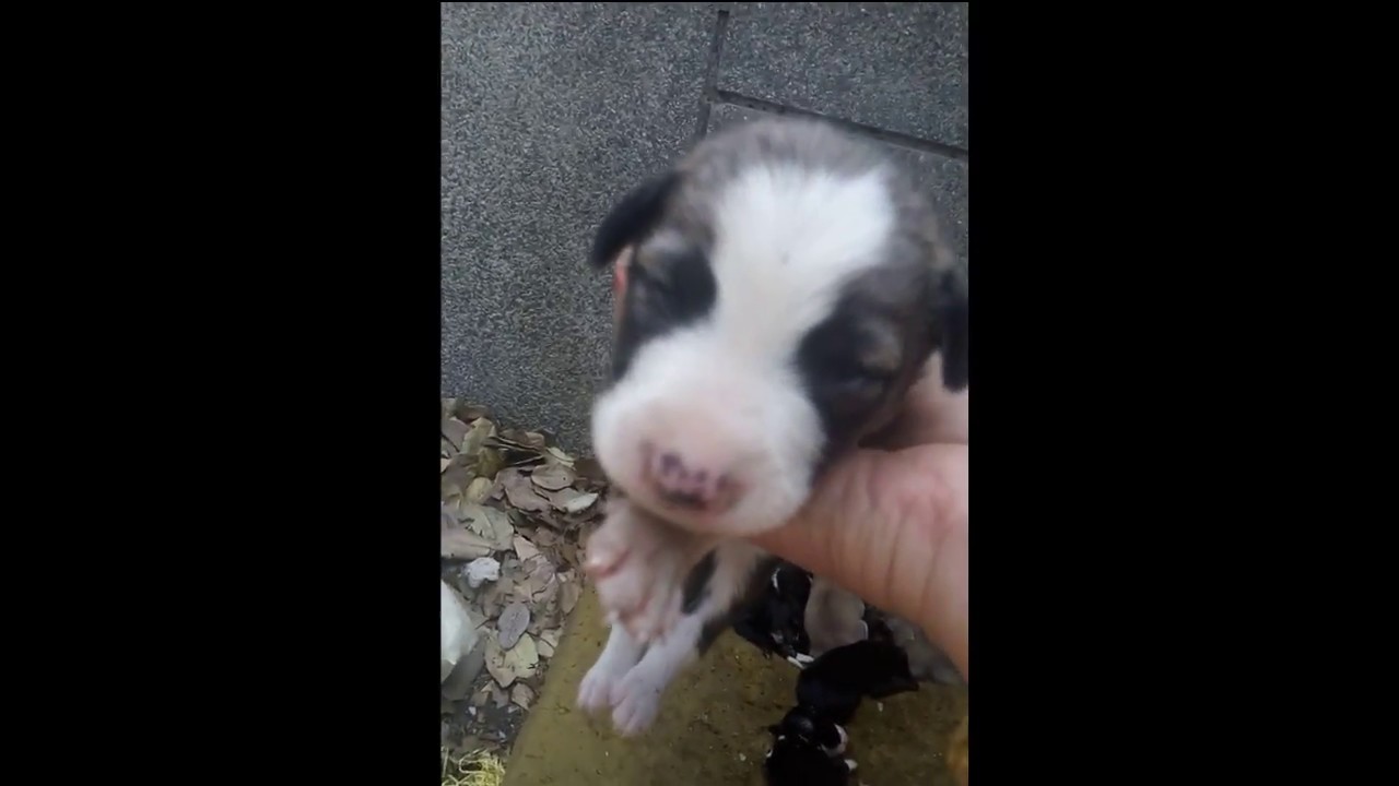 New Born Puppies opened eye for the first time