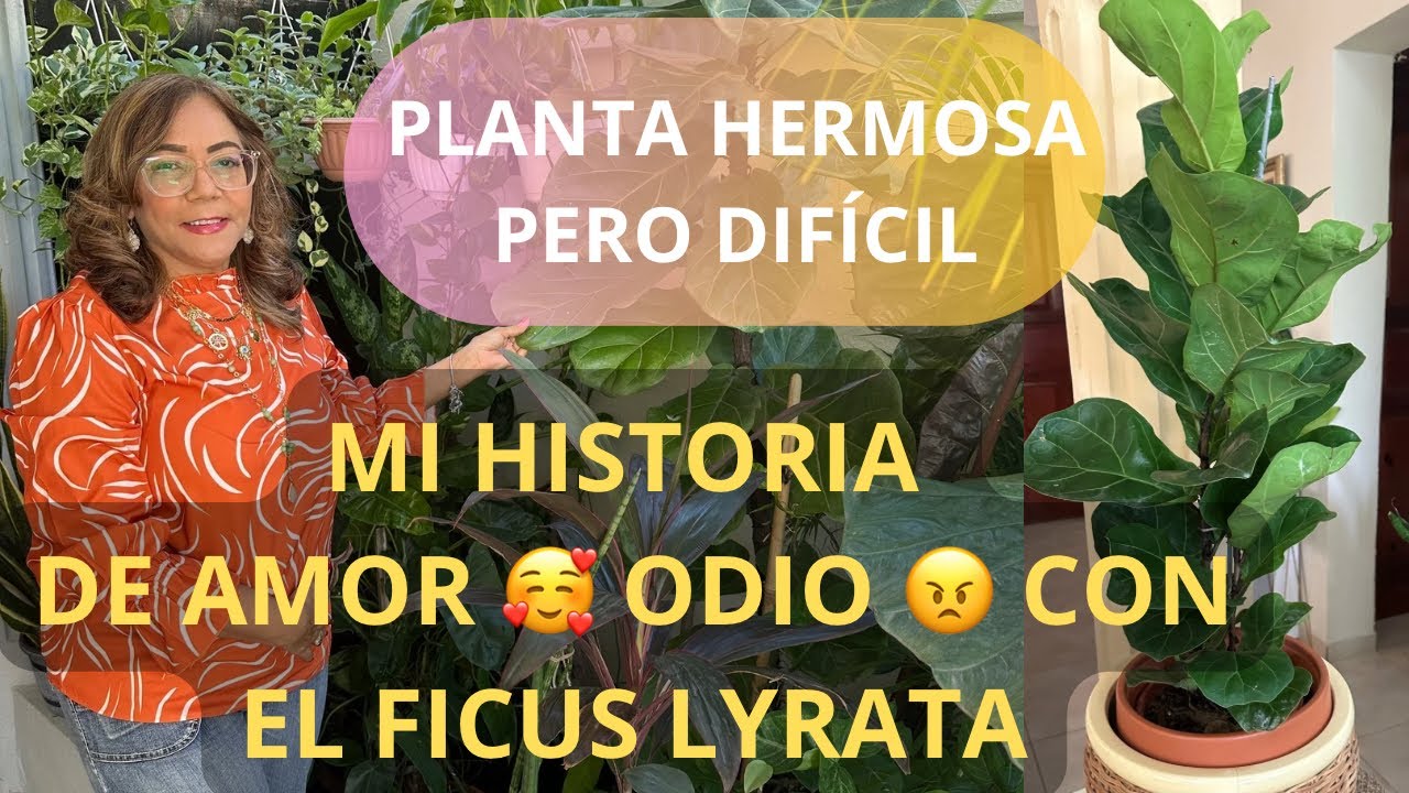Planta FICUS LYRATA#Mi HISTORIA de AMOR 🥰 ODIO😠con el FICUS LIRATA. HERMOSA pero DIFÍCIL de cuidar.#
