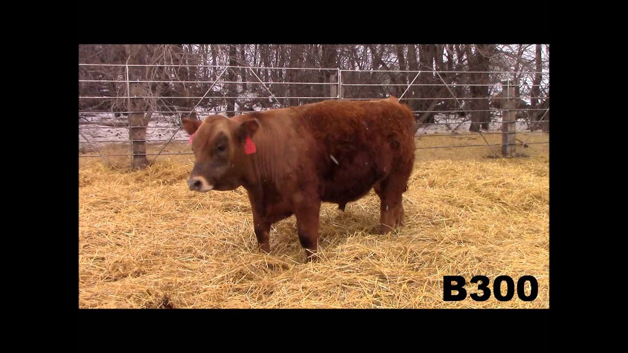 B300 Bull