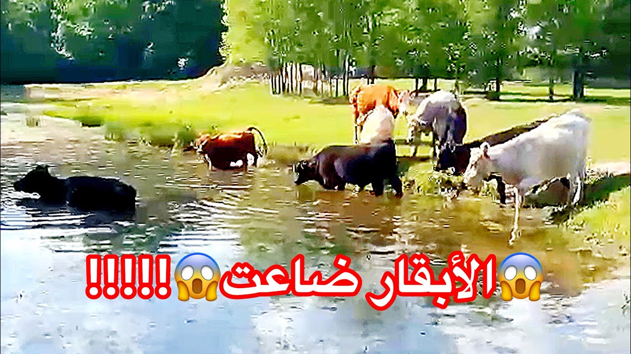 الأبقار تاهت وسط أدغال وغابة المزرعة 😱