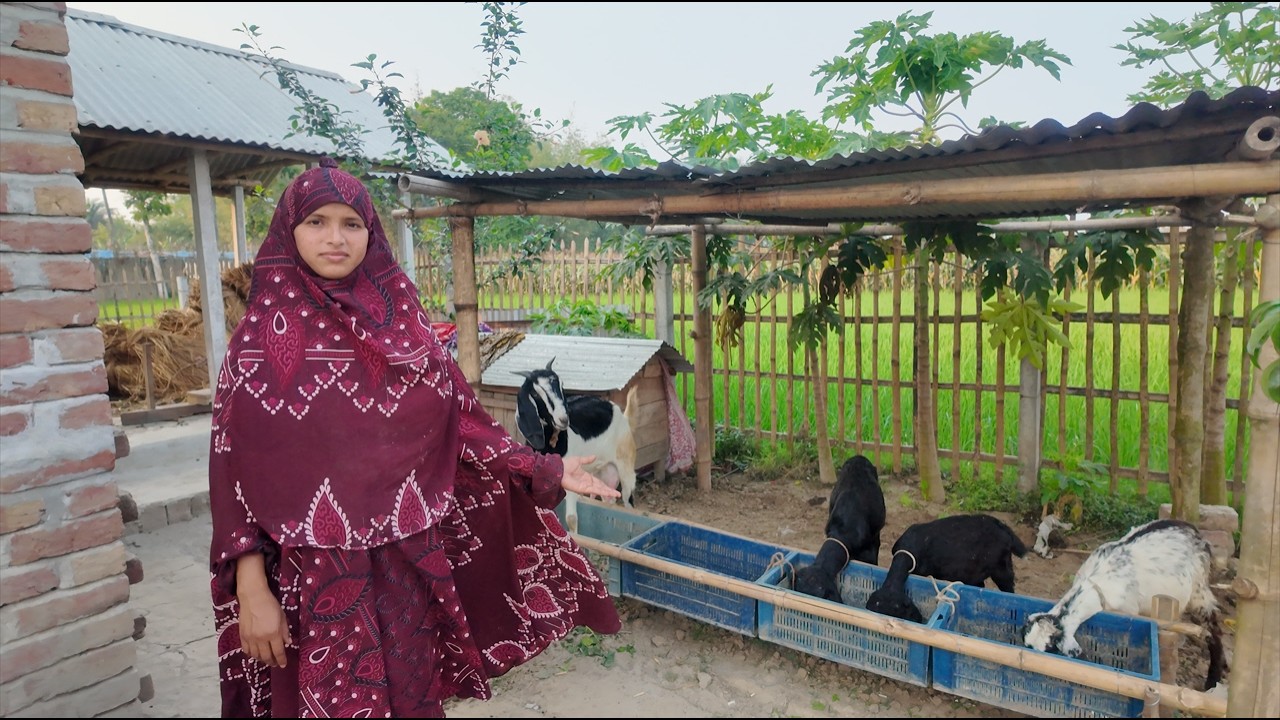 আলহামদুলিল্লাহ আজ ছাগলের একটা ছাউনি ঘর বানিয়ে ফেললাম । village life with jui