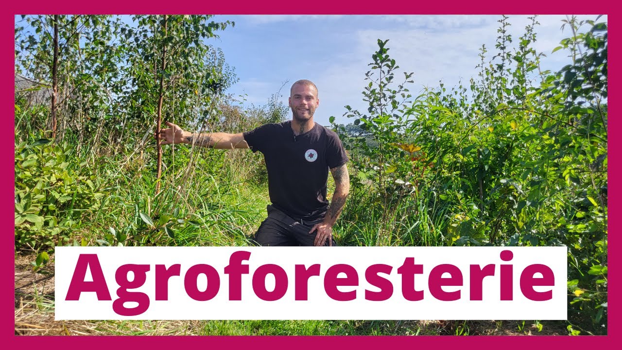 Agroforesterie : Découvrez le sylvopastoralisme, la haie fruitière et le jardin-forêt