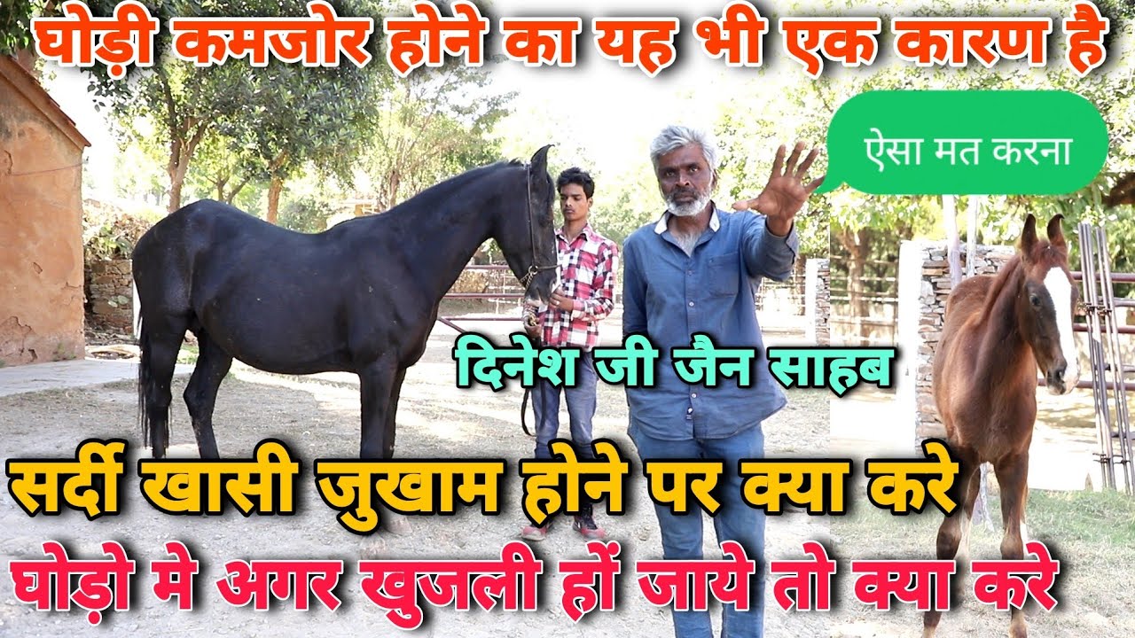 घोड़ो को सर्दी खांसी जुकाम होने पर क्या करें | #Dineshjijain | घोड़ी को अगर खुजली हो जाए तो क्या करें