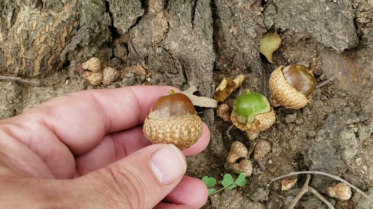 ID That Tree: Scarlet Oak