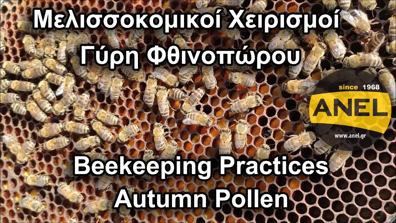 Ελέγχος κυψέλης για φθινοπωρίνη γύρη 🌼 | Μελισσοκομικοί Χειρισμοί