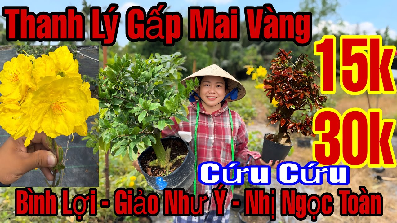 3/3☎️0363231030☎️🌲Mai Vàng Giá Rẻ🌲Nhị Ngọc Toàn-Bình Lợi-Giảo Như Ý-15k-30k…🌲