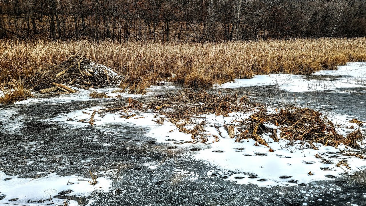 Trapping Bog Beaver (Difficult Trapping)
