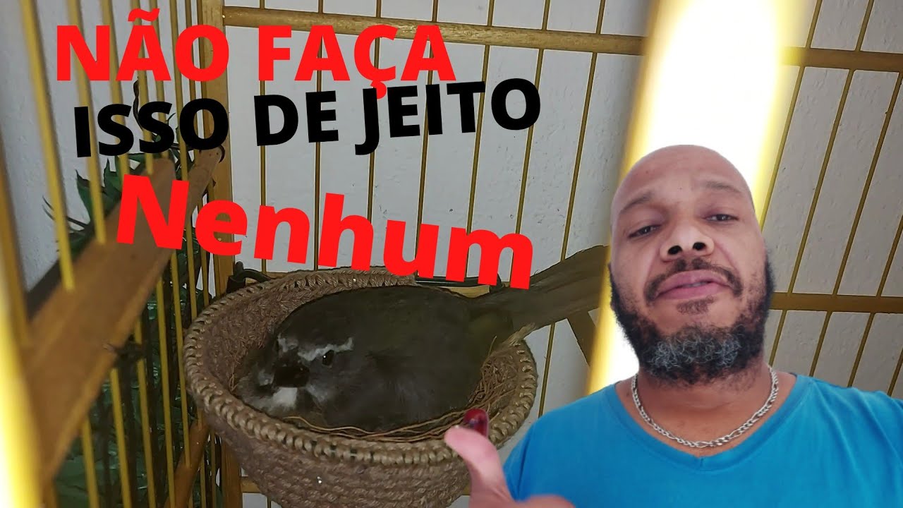 trinca ferro primeira postura erros com fêmeas pt1