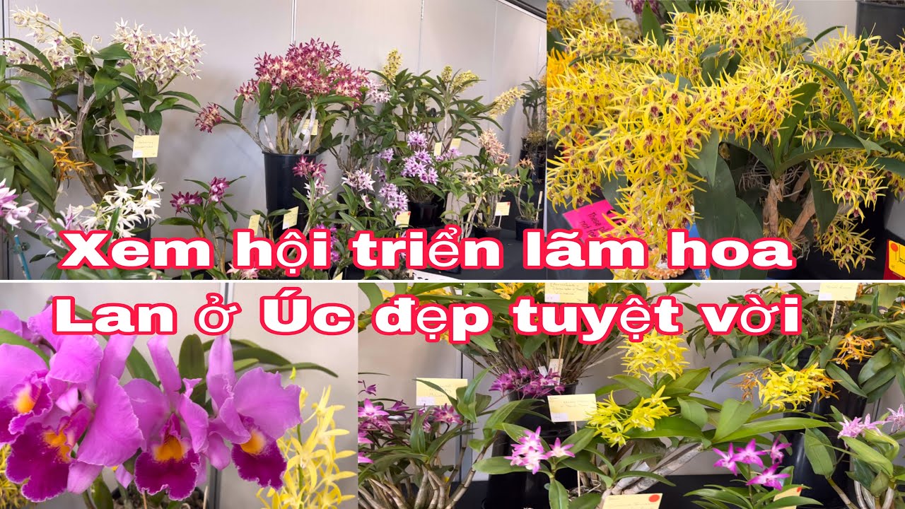 🇦🇺 250 phần 2 - Triển lãm hoa Lan ở Úc đẹp tuyệt vời - Cuoc Song Uc