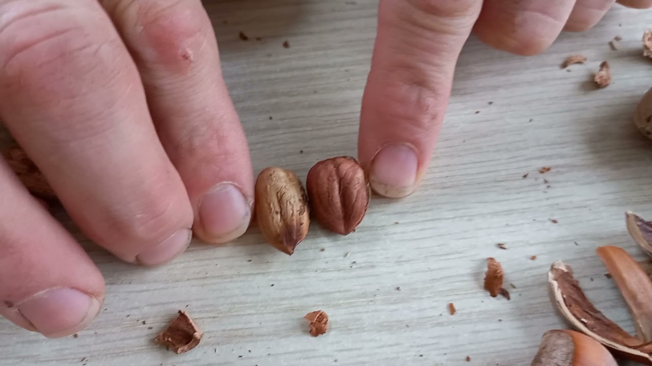 Verschillende rassen hazelnoten uiterlijk en kern.
