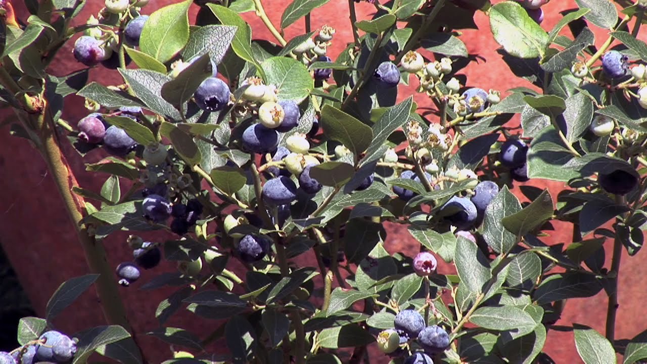 Heidelbeeren pflanzen und pflegen Garten-Video-Anleitung Tipps und Tricks vom Profi