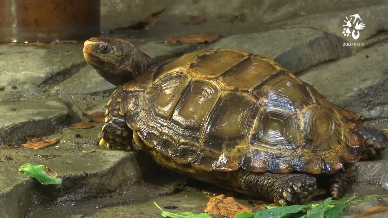 Nový samec u želv dlaždicovitých