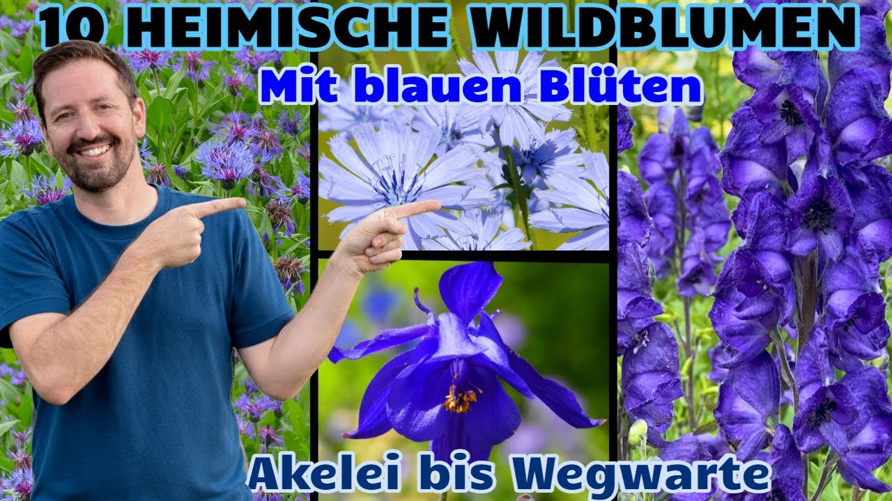 Blau: Top10 heimische Blumen mit blauen Blüten für deinen Naturgarten: Von Akelei bis Wegwarte!
