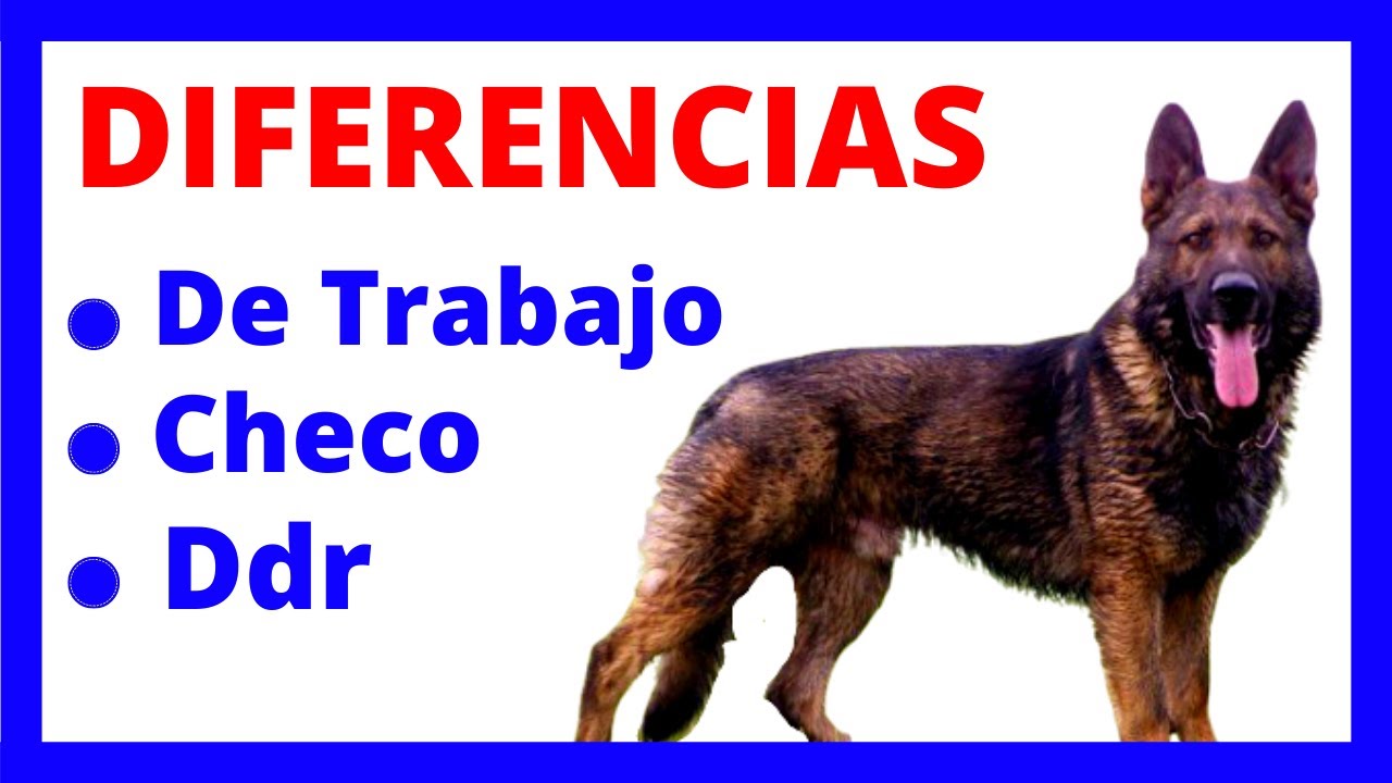 PASTOR ALEM&Aacute;N: (De Trabajo, DDR, Checo) 👉  En qu&eacute; se DIFERENCIAN❓​