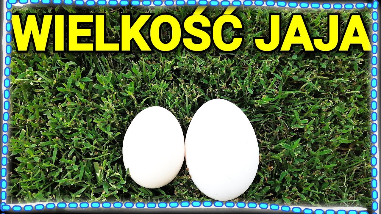 Małe? Duże? | Czyli od czego zależy WIELKOŚĆ jaja 🥚❓