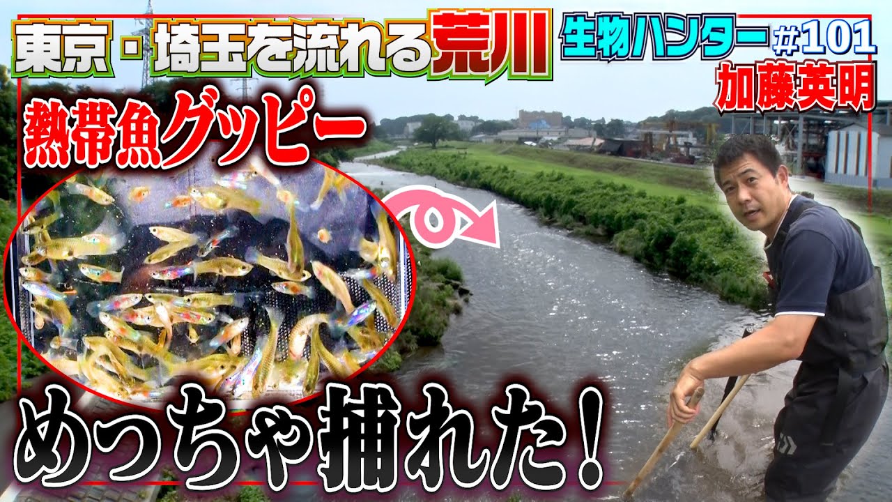【異常繁殖】荒川でグッピーめっちゃ捕れた！東京ー埼玉温排水≫生物ハンター加藤英明・Japan wild hunter