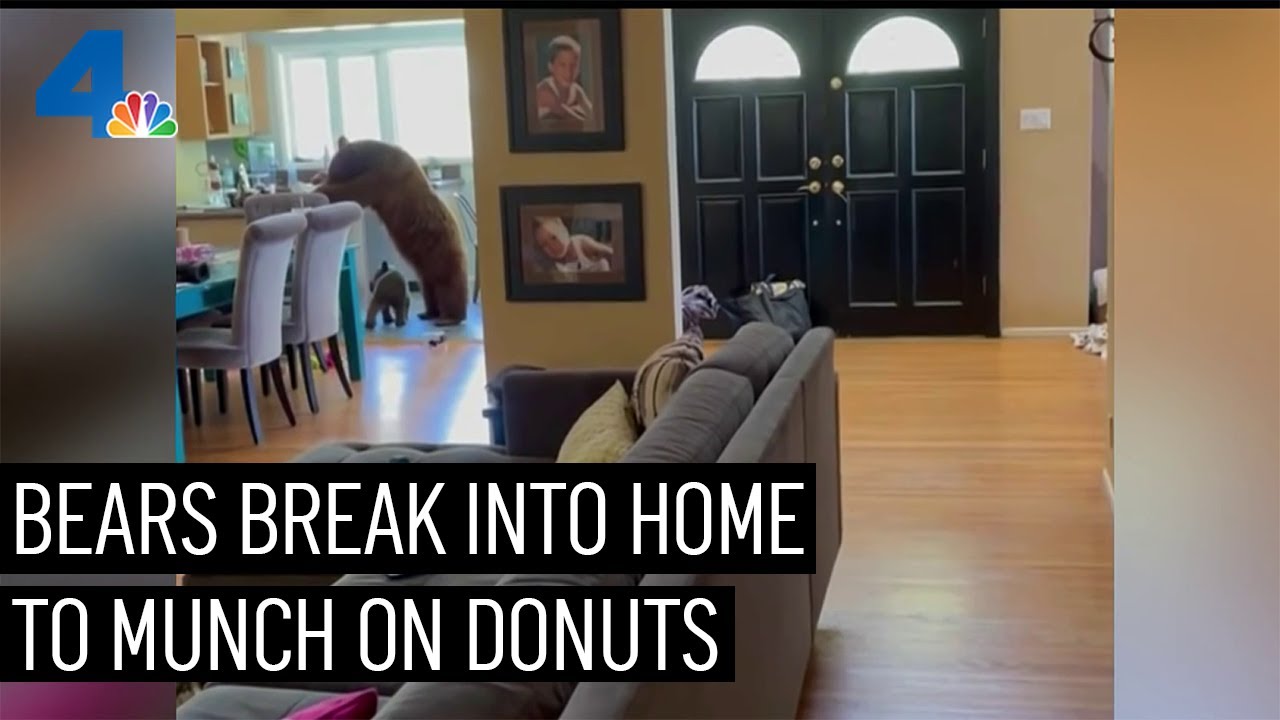 Bears Feast on Donuts Inside Home in Monrovia | NBCLA
