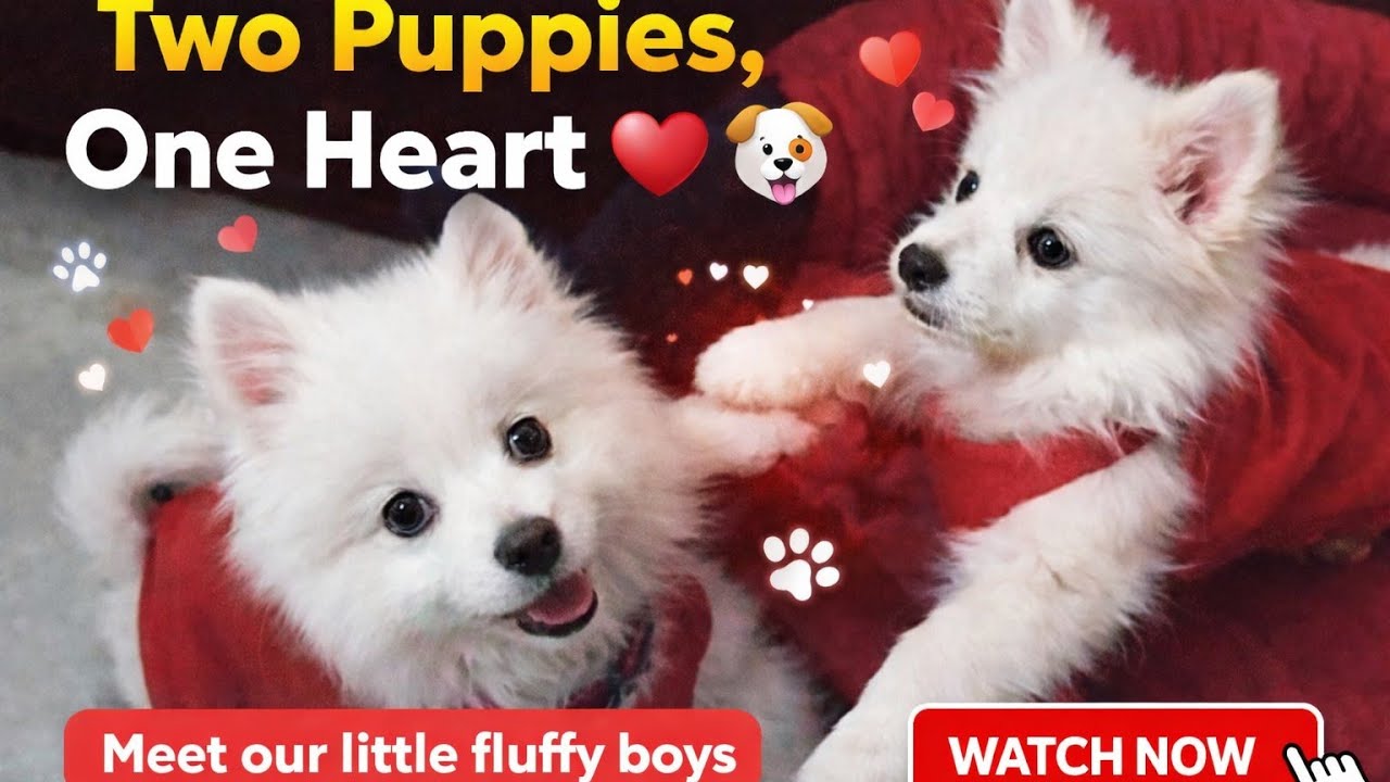 Two puppies, infinite cuteness and funny moments #puppy