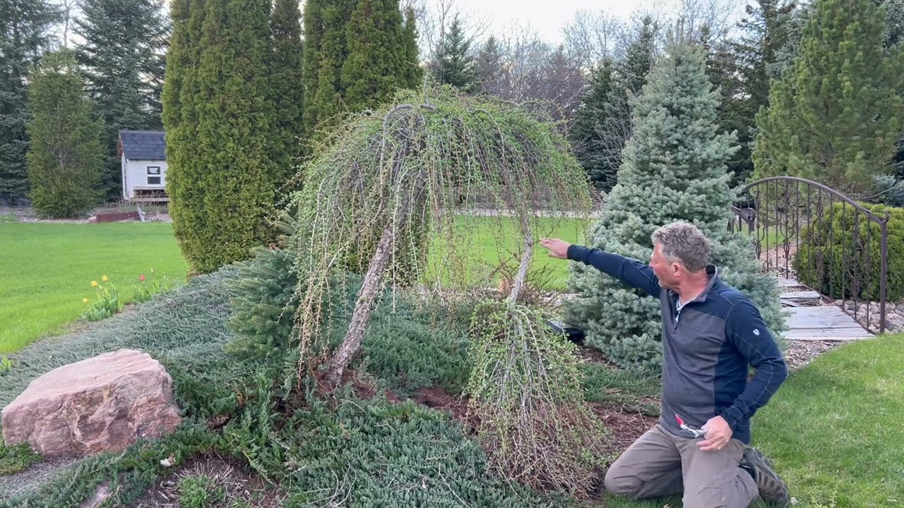Pruning A Weeping Larch (and adding a rock?) = A Whole New Look