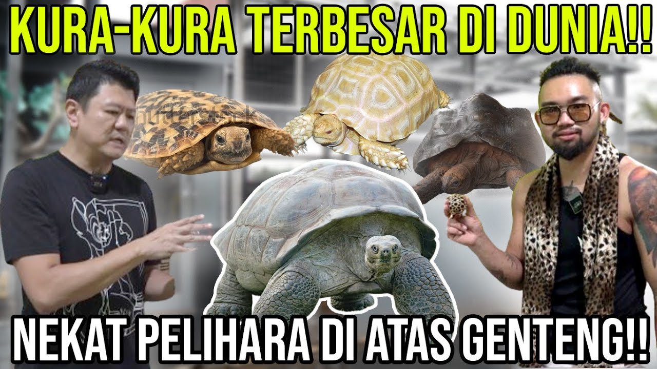 KURA-KURA TERBESAR DI DUNIA NEKAT PELIHARA DI ATAS GENTENG!! @tortologyworld  #AudreyA
