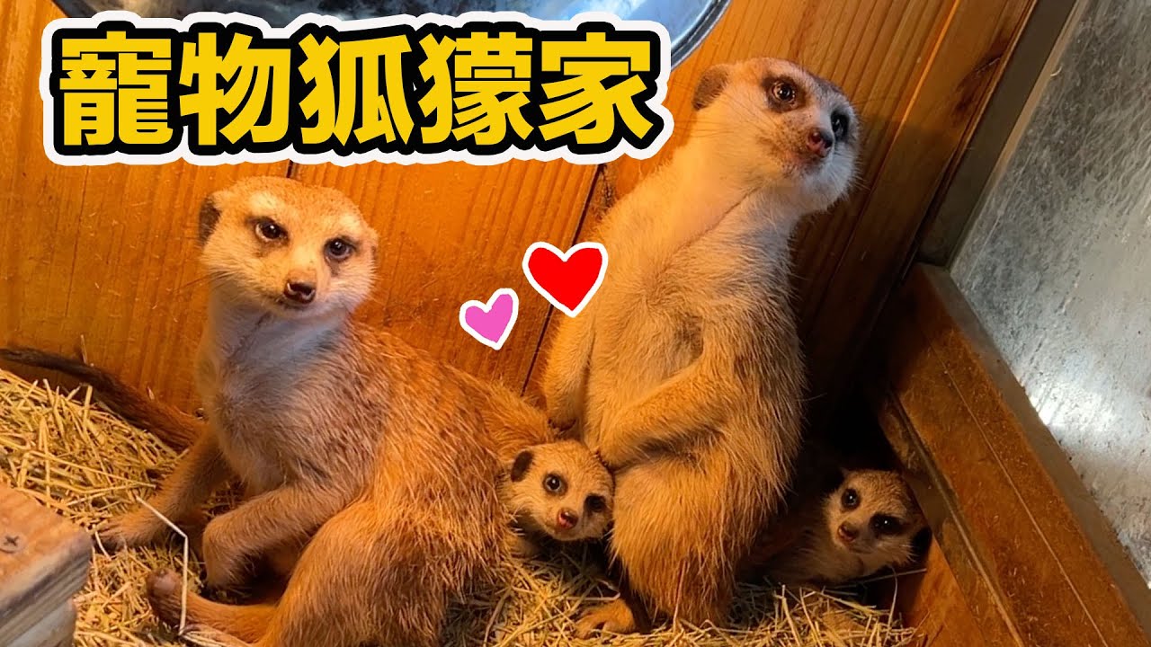 狐獴baby 兔豚baby 各種你沒看過的超可愛動物家庭～最專業優質的繁殖場！