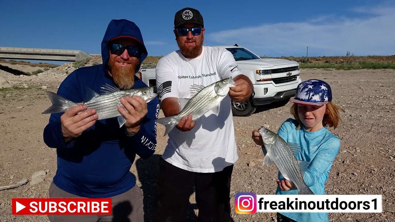 NONSTOP  HYBRID  ACTION | Catching Wipers From Shore with Muscles | Amazing Fishing at Low Reservoir