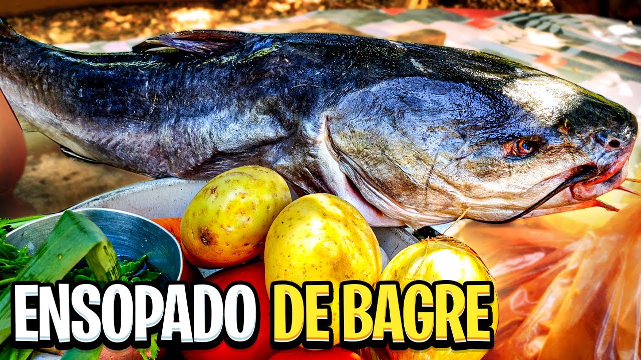 RECEITA DE PEIXE NO MOLHO: COMO FAZER BAGRE ENSOPADO