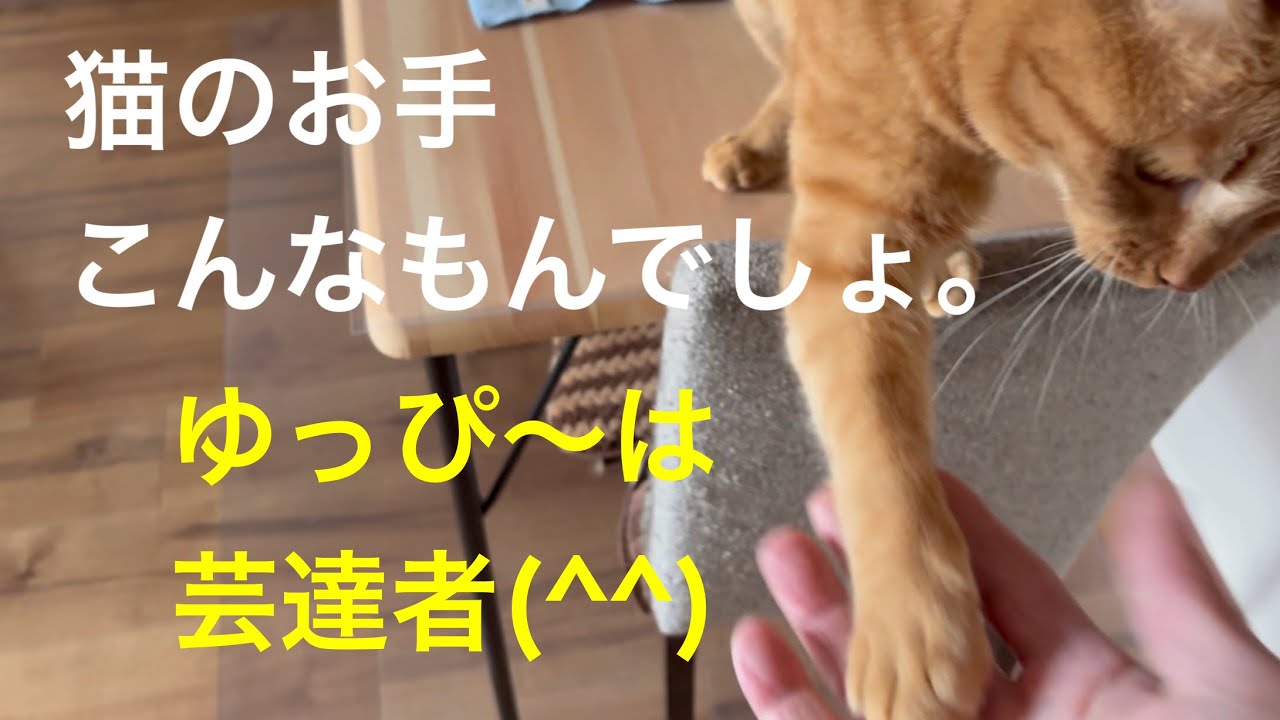 【猫との暮らし】猫のお手。これ出来てるよね⁇ゆっぴ〜は芸達者！