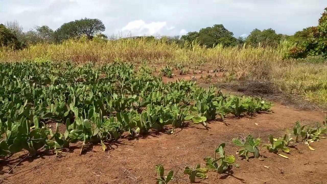 Plantação de palma miuda graças a deus começo  a chuve 