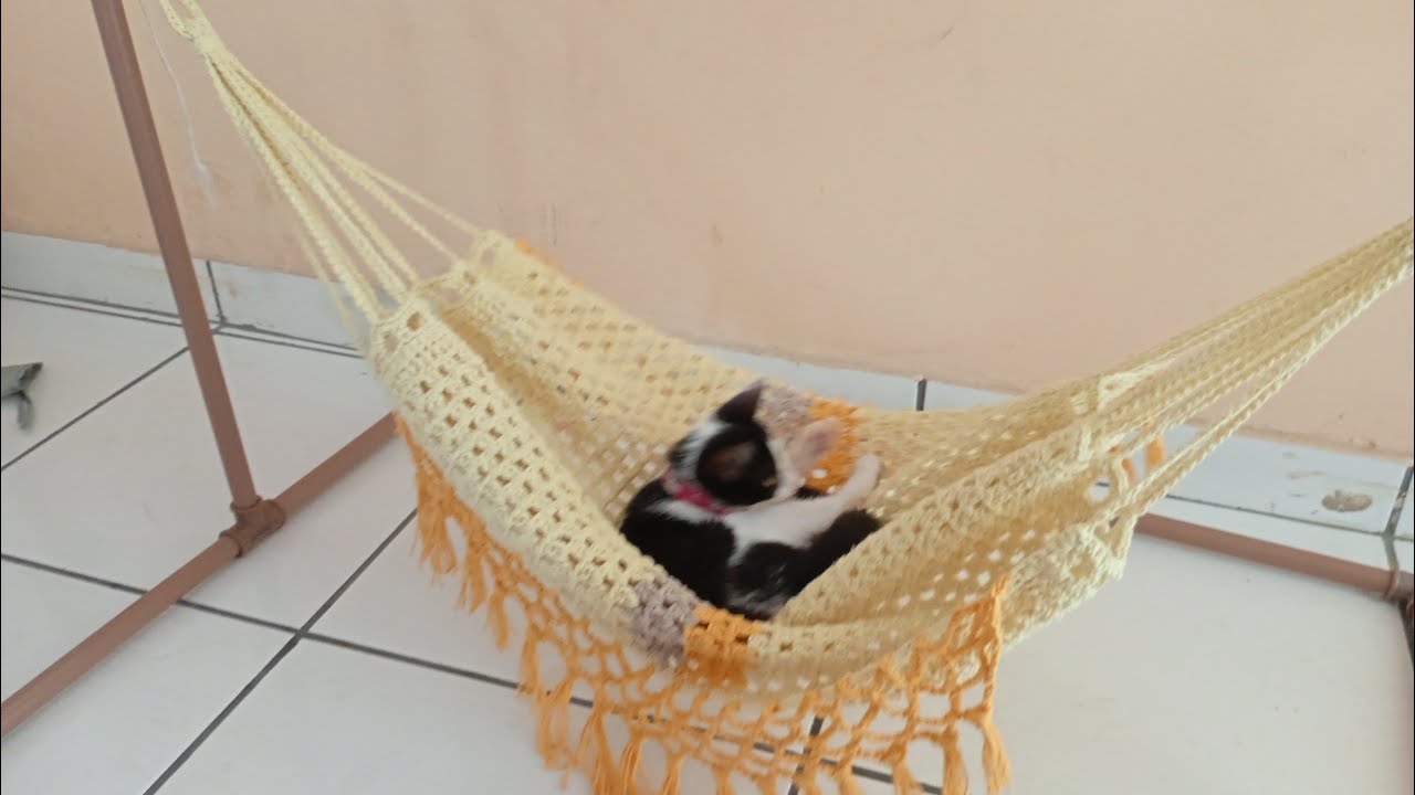 Mini Rede Crochê Para Pet Essa eu que fiz #crochê #Meuamorporcrochê