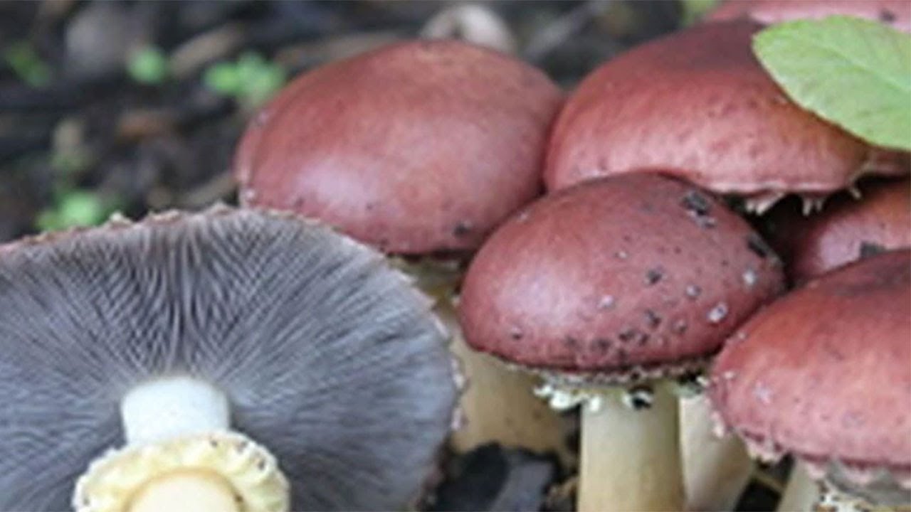 Building a Wine Cap Mushroom Bed