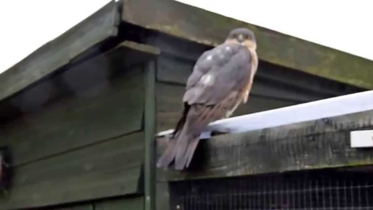 Sparrowhawk attack on my Goldfinch.