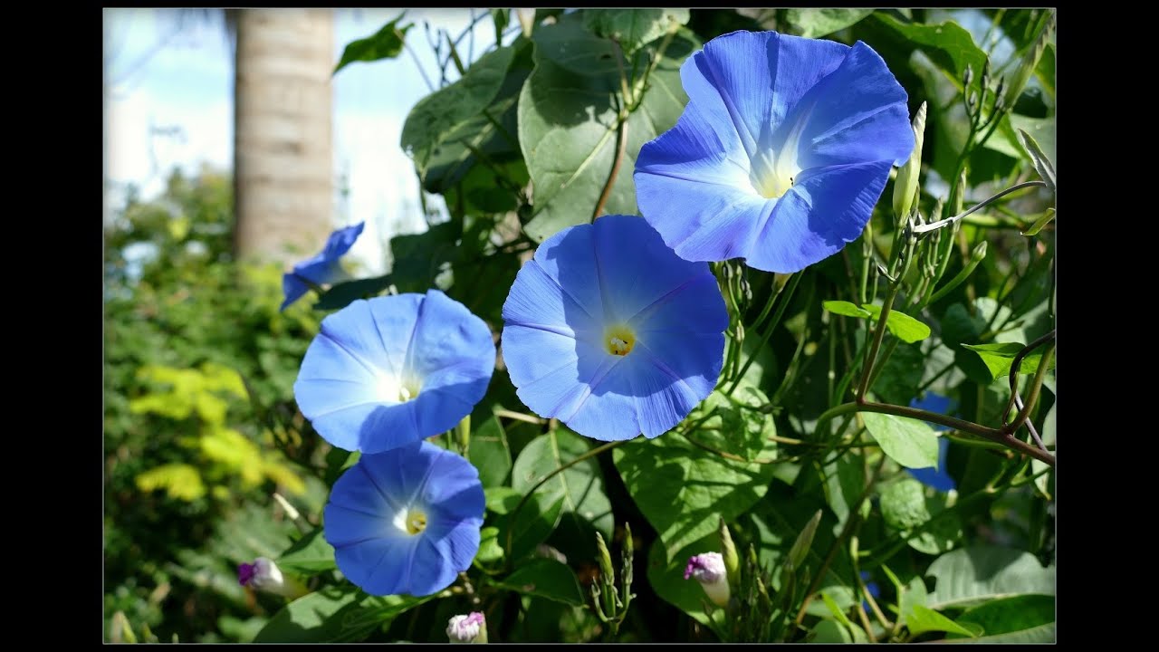 IPOMEA TRICOLOR - MORNING GLORY - HEAVENLY BLUE - DON DIEGO DE DIAS - CAMPANILLAS - OFFICIAL HISTORY