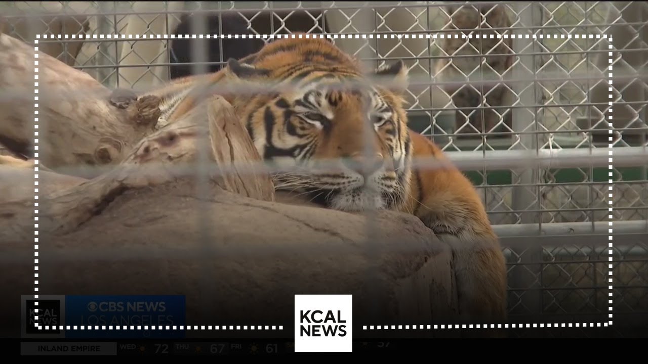 Forever Wild Exotic Animal Sanctuary | Let's Go Places
