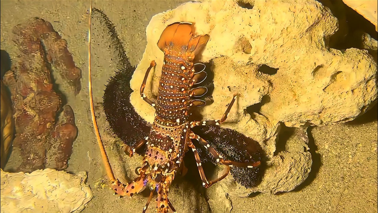 Diving to catch seafood, look how many I caught!！QU0125 #diving #fishing #lobster