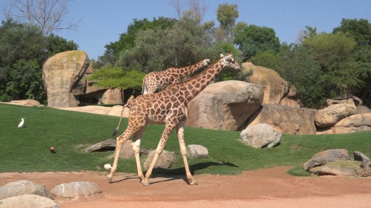 Día Mundial de la Jirafa 2025 🦒 BIOPARC Valencia se une al SOS mundial para salvar a las jirafas