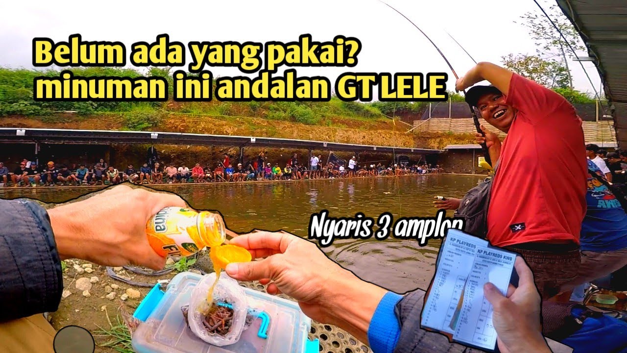 Saking ga percaya tetangga minta umpan? mancing Galatama lele //umpan ikan lele