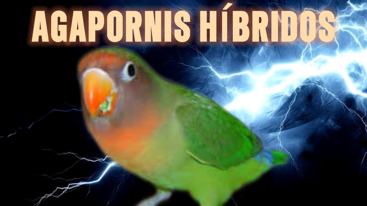 AGAPORNIS HÍBRIDOS ¿LOS CONOCES? #lovebirds #agapornis #hibridos