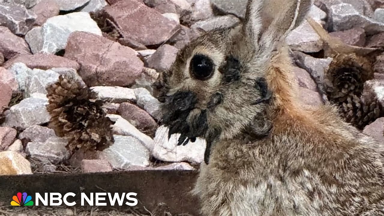 Rabbits with &lsquo;tentacles&rsquo; spotted in Colorado