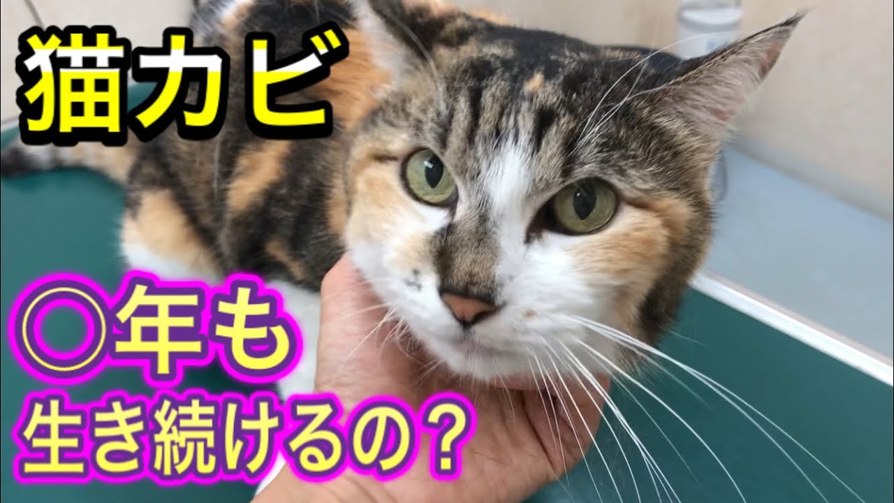 【猫の皮膚糸状菌】猫カビの治療期間と治療経過と対処法