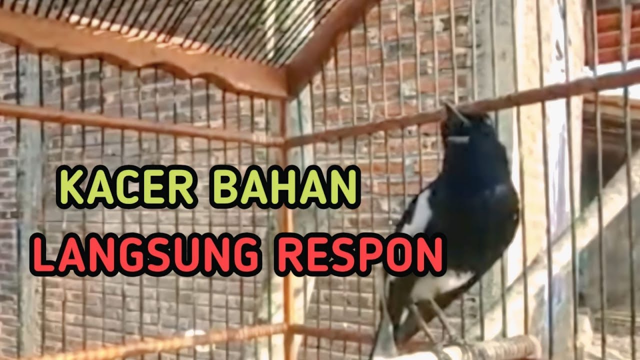 Pancingan suara kacer agar cepat gacor