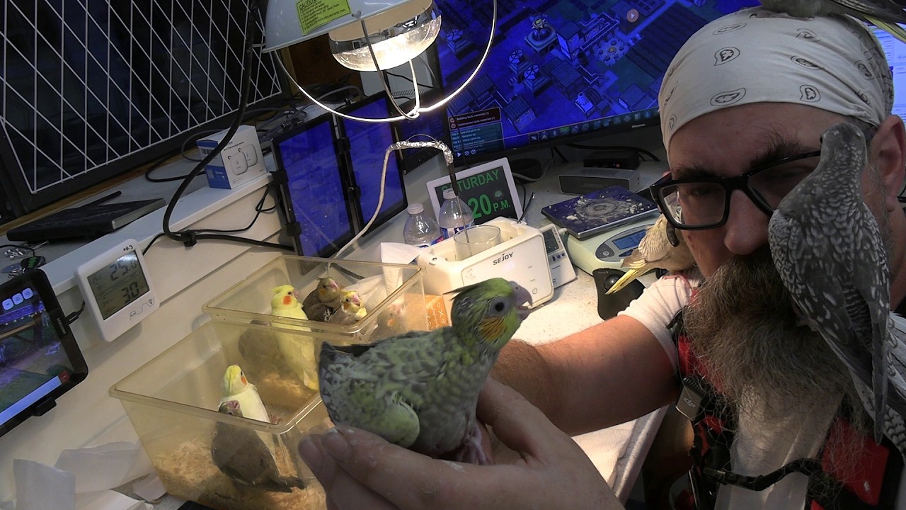 Older baby cockatiel handfeeding, all 20 at once!  -Feb 21