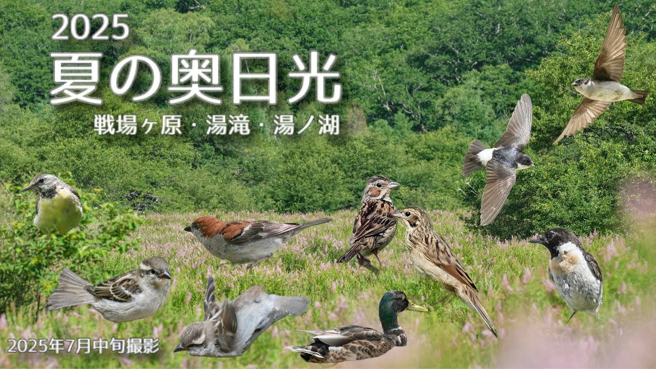 【野鳥撮影】夏の奥日光探鳥🦆🌻癒しは最後に待っていた！！