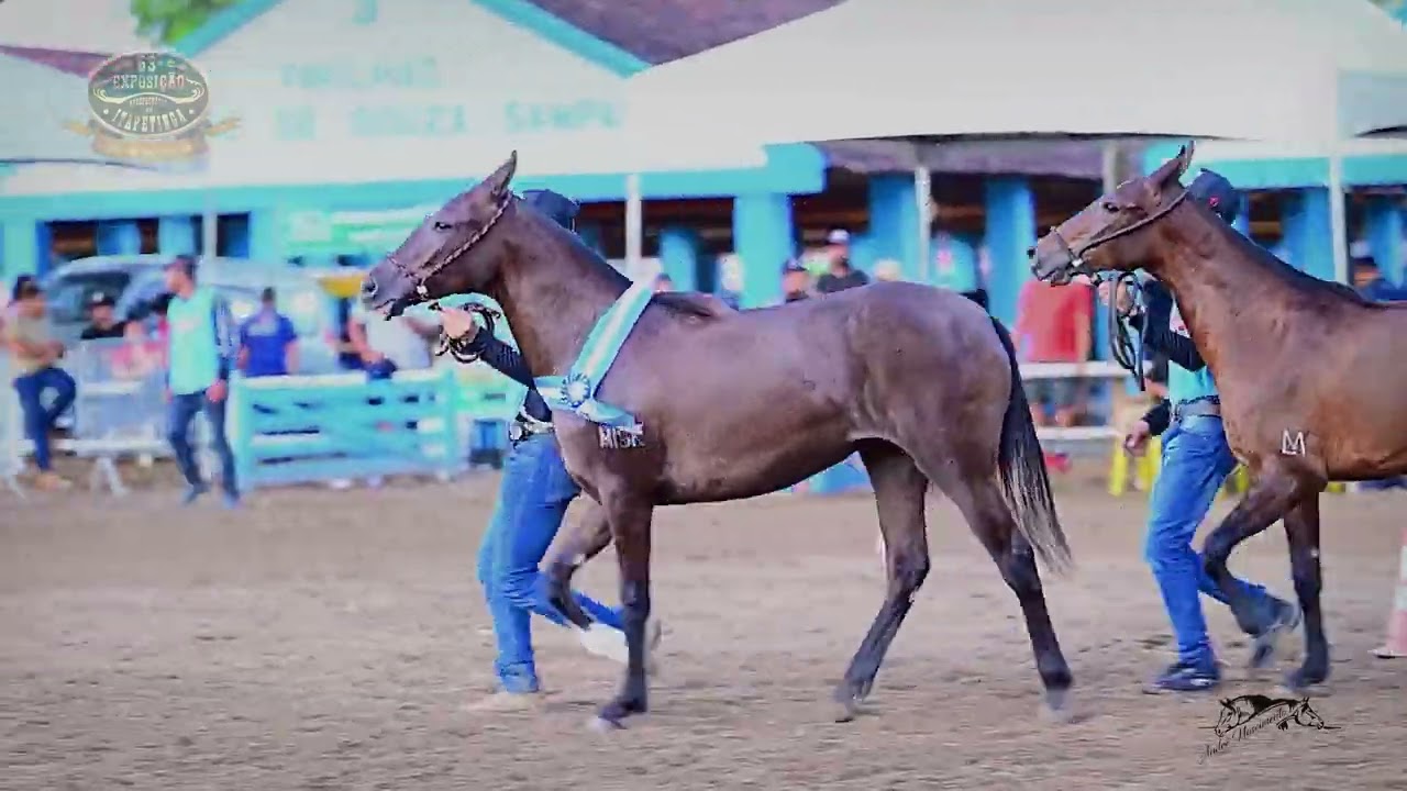 🐴 DOMINIQUE DO MISK - Mais uma fera reservada GRANDE da Raça em Itapetinga/BA #misk #abccmm #mmtv